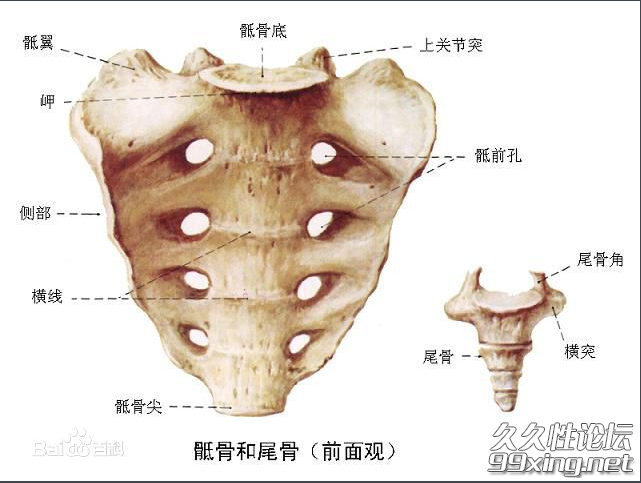 pc肌锻炼正确动态图解.png