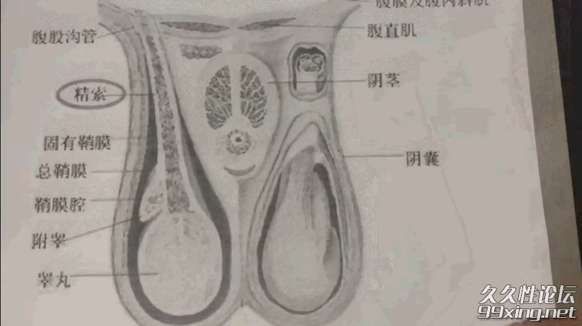 强肾功.png